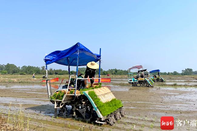 儋州举行水稻新品种推广暨水稻机械化生产现场观摩会