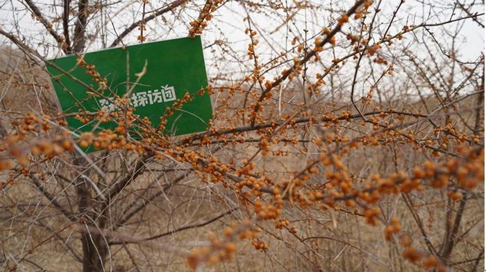 图:位于内蒙古科尔沁右翼中旗的蚂蚁森林469号沙棘林,摄于2024年4月