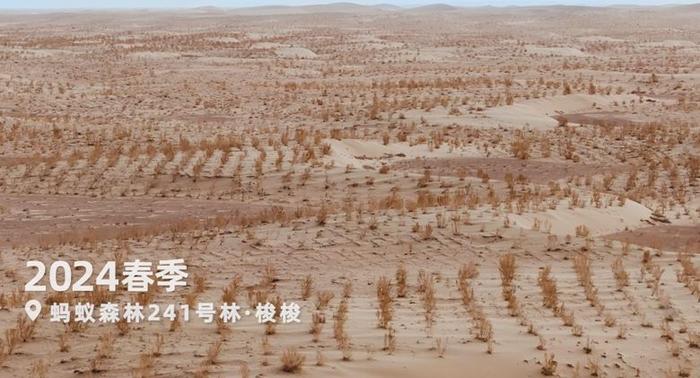 图:位于甘肃武威市民勤县的蚂蚁森林241号林,摄于2024年3月
