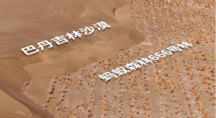 图:位于甘肃金塔的蚂蚁森林666号胡杨林,旁边是巴丹吉林沙漠,摄于2024年3月