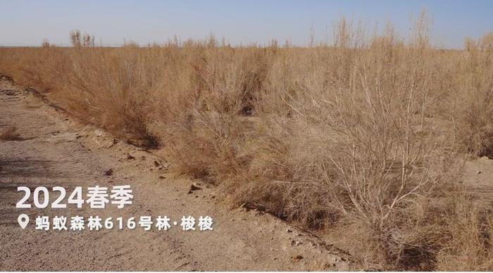 图:为阻止库姆塔格沙漠东侵,蚂蚁森林助力敦煌植出3万亩绿色屏障,图为蚂蚁森林616号林,摄于2024年3月