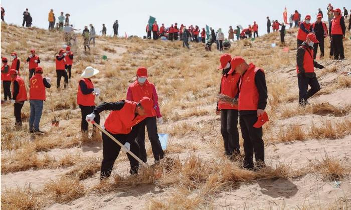图:2024蚂蚁森林春种首批花棒种植现场