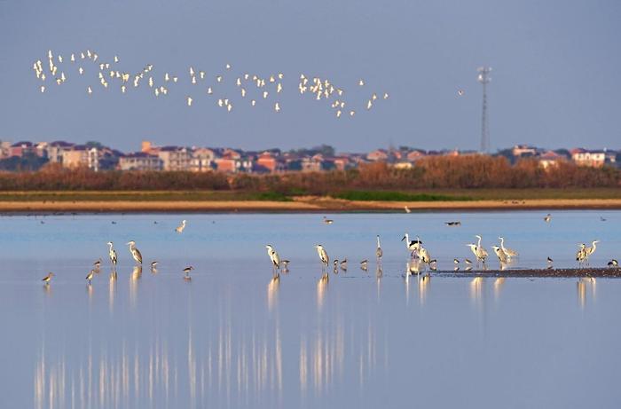 众多候鸟在江西鄱阳湖南矶湿地国家级自然保护区的湿地栖息。新华社记者 万象 摄