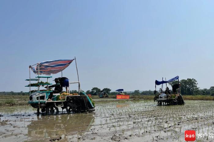 儋州举行水稻新品种推广暨水稻机械化生产现场观摩会