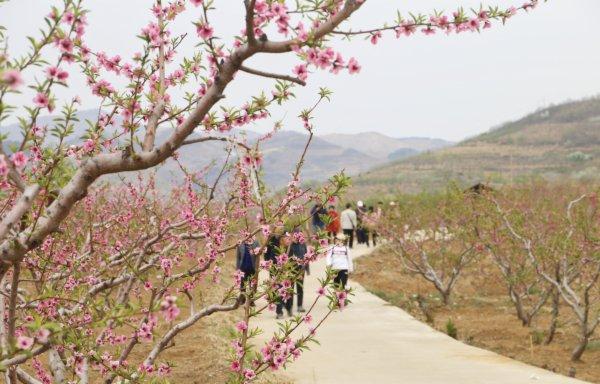 十里桃花迎风笑 美了山乡富了民 抚宁区王汉沟“桃花节”如期举办