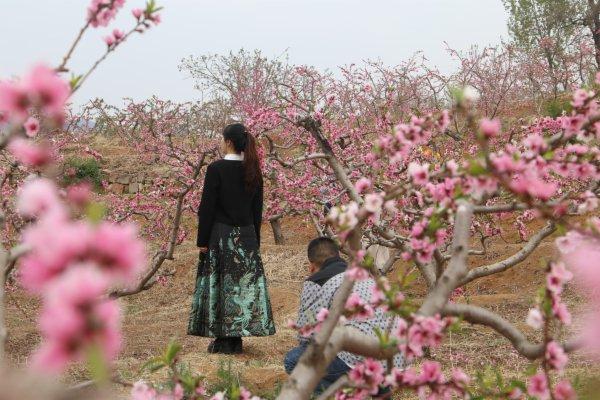 十里桃花迎风笑 美了山乡富了民 抚宁区王汉沟“桃花节”如期举办