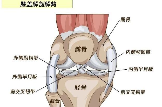 膝关节疼痛常见原因，您属于哪一种？丨贤医健康说