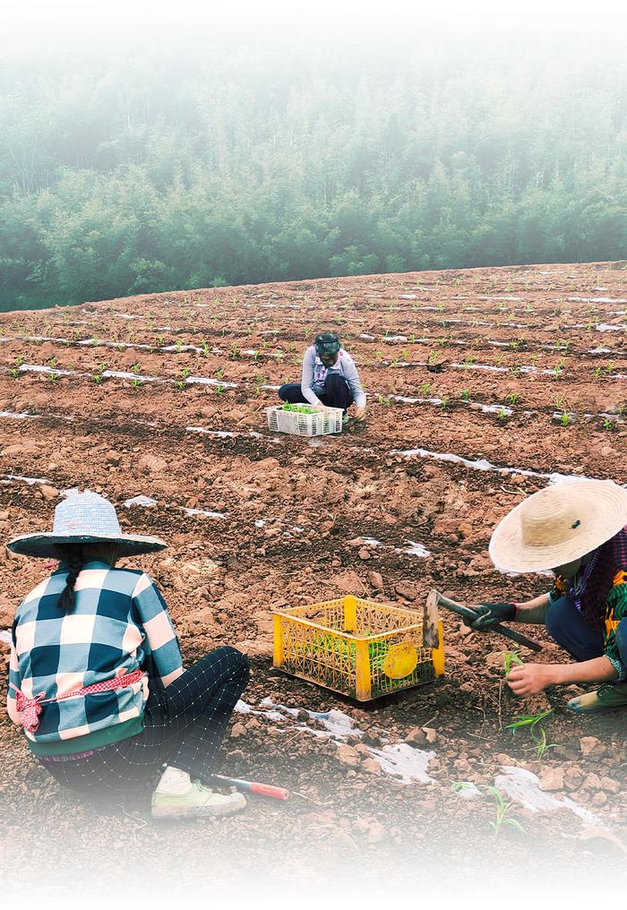 这些春风中摇曳的幼苗，正在奏响「郎味」的序章