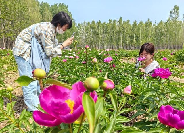 用AI打开菏泽牡丹，会绽放怎样的美丽？