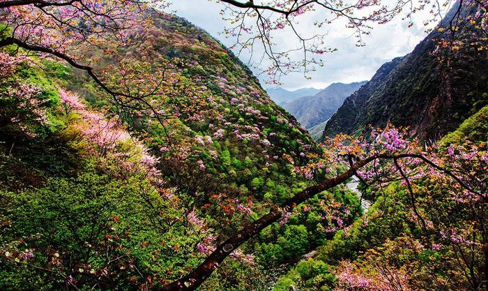 C视觉丨全国最大的野生紫荆花群落在高山峡谷间绽放