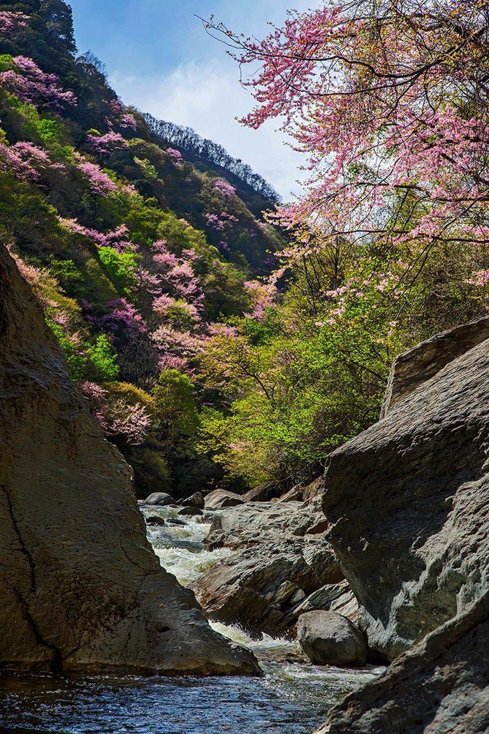 C视觉丨全国最大的野生紫荆花群落在高山峡谷间绽放
