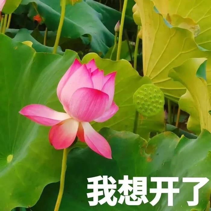 小布说天气 | 吃“苦”是因为喜欢吗？当然是因为……