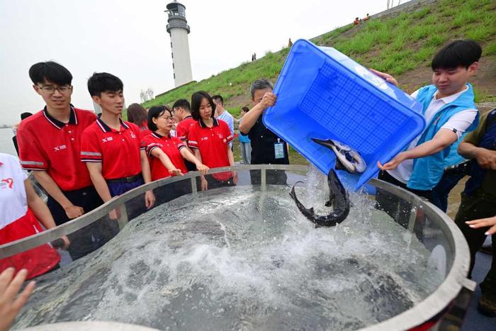 湖北宜昌：守护中华鲟 共筑生态梦