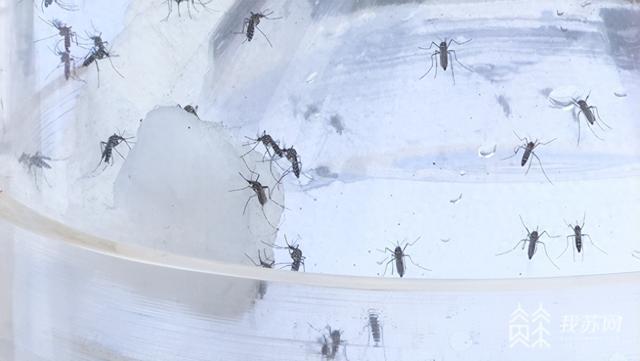 春季防蚊大作战！如何“智取”苏醒的蚊虫大军？