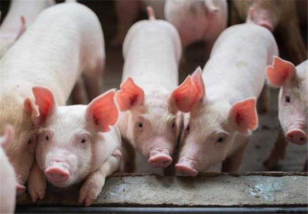 卓创资讯：仔猪价格先行上涨 或带动猪料销量及猪价回暖