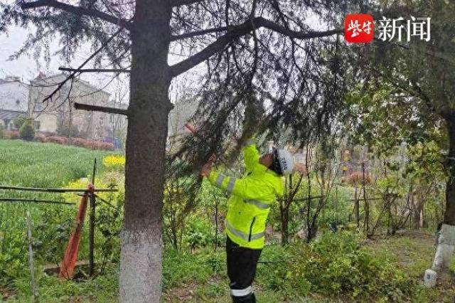 茂密树枝遮挡视线，南京江宁交警及时修剪消除道路安全隐患