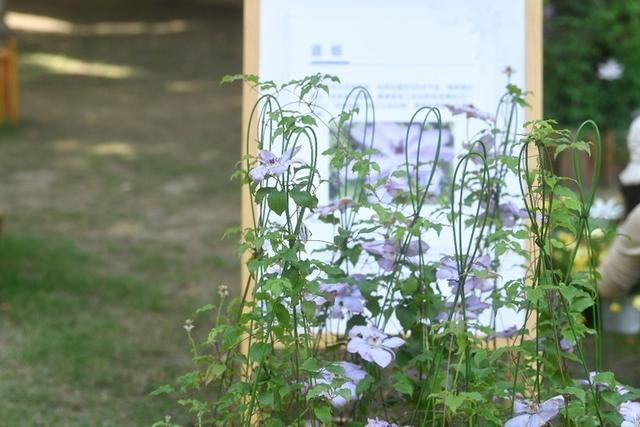 可卿、虞姬、昭君……去南京中山植物园铁线莲展邂逅“美人”