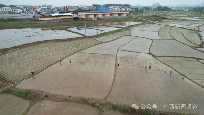 梧州富川福寿螺泛滥，农户补种秧苗确保早稻产量