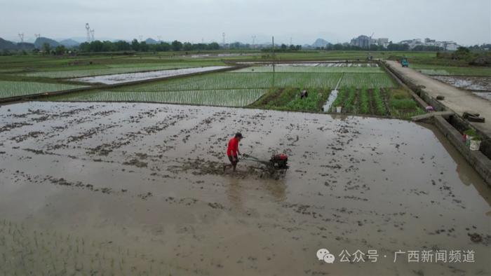 梧州富川福寿螺泛滥，农户补种秧苗确保早稻产量