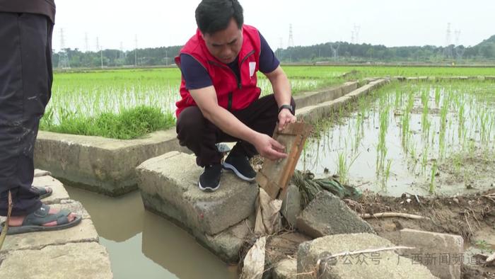 梧州富川福寿螺泛滥，农户补种秧苗确保早稻产量