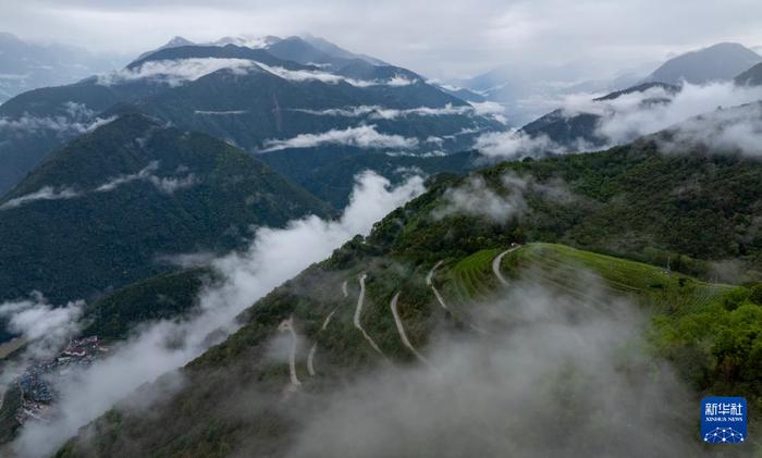 西藏墨脱：茶园飘香富山民