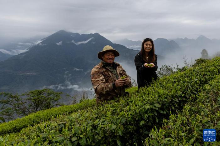 西藏墨脱：茶园飘香富山民