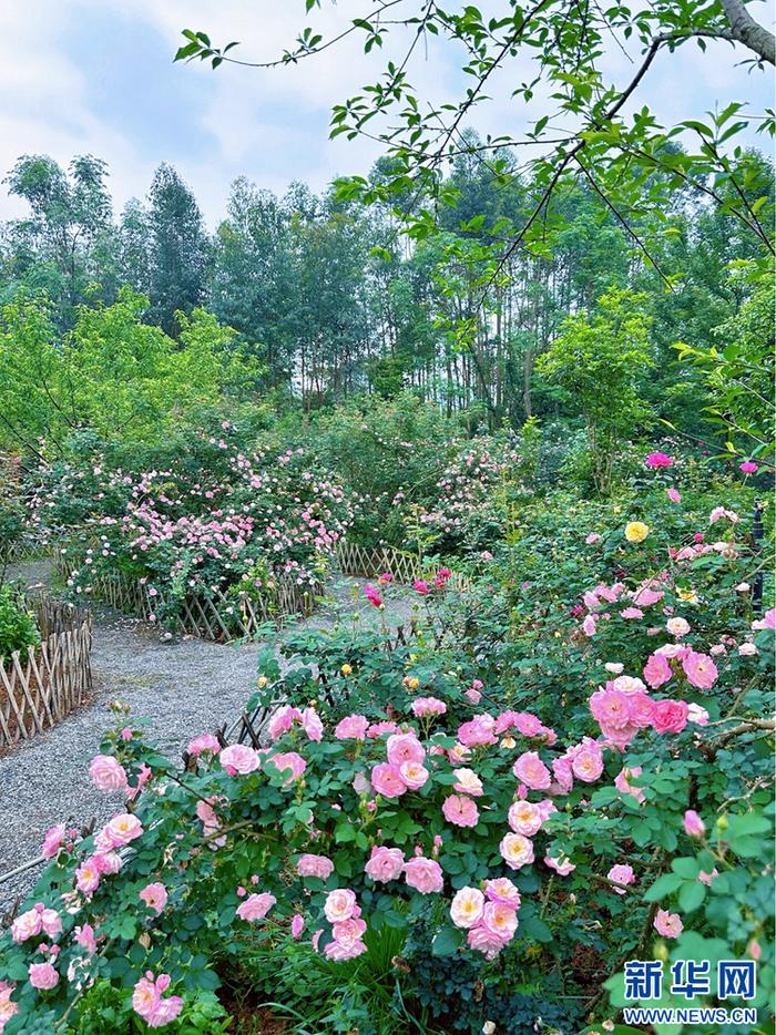 广西桂林：在乡村花园寻找“童话世界”