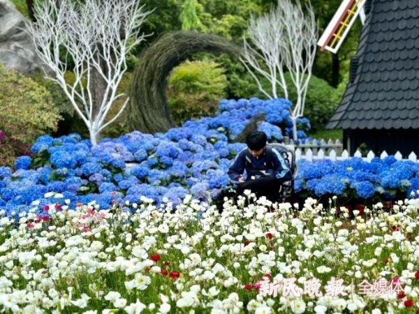 蓝色绣球小径和43种芍药等你来……上海鲜花港绣球芍药展很“出片”！