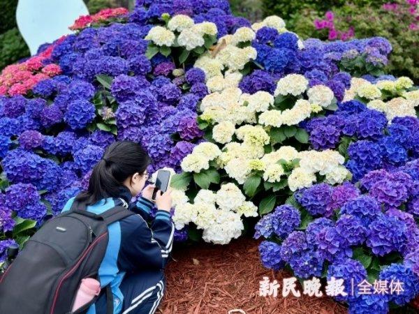 蓝色绣球小径和43种芍药等你来……上海鲜花港绣球芍药展很“出片”！