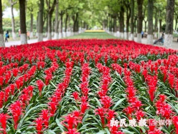 蓝色绣球小径和43种芍药等你来……上海鲜花港绣球芍药展很“出片”！