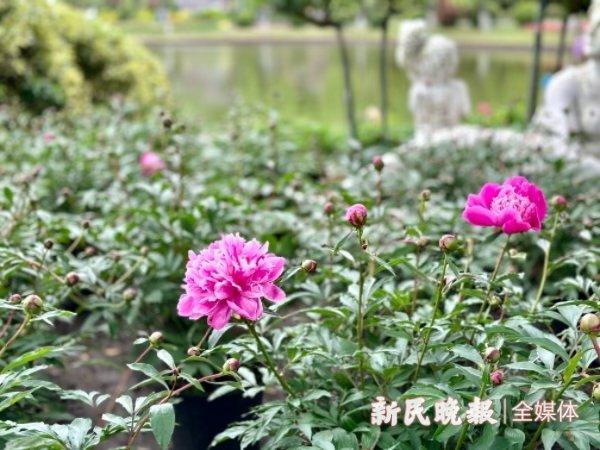 蓝色绣球小径和43种芍药等你来……上海鲜花港绣球芍药展很“出片”！