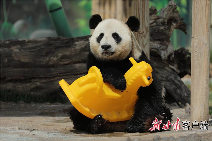 “顶流”亮相！兰州野生动物园大熊猫馆开馆