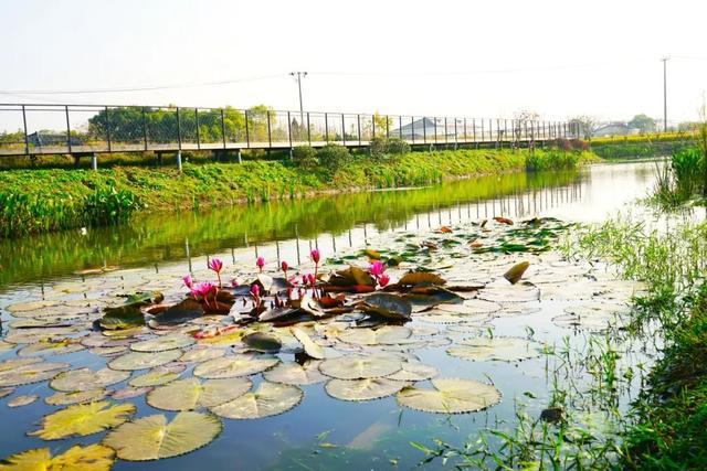 春日“沪”水游丨浦东：春风又绿江南岸，海沈邀您赴春约