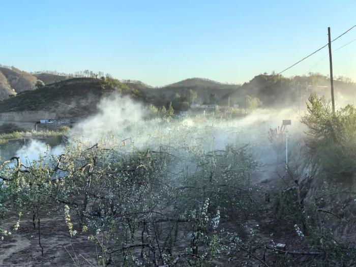 闻“寒”而动！中华财险陕西分公司科技护航延安苹果花期冻害