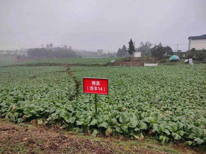 赋能乡村振兴 上市公司在行动丨涪陵榨菜：发展乡村特色产业 让满山“青疙瘩”变成致富“金疙瘩”