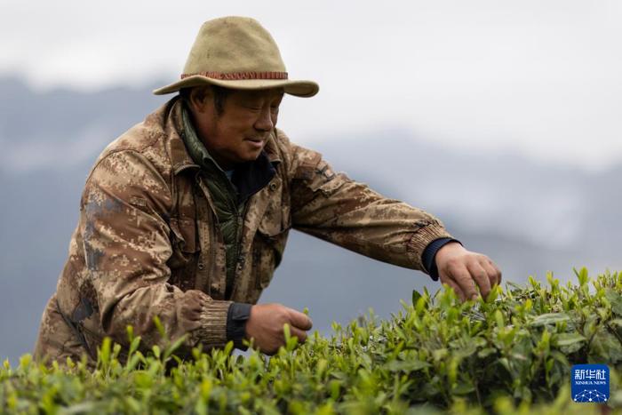 西藏墨脱：茶园飘香富山民