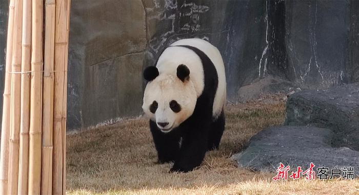 “顶流”亮相！兰州野生动物园大熊猫馆开馆