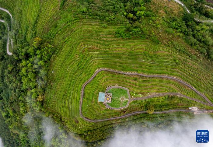 西藏墨脱：茶园飘香富山民