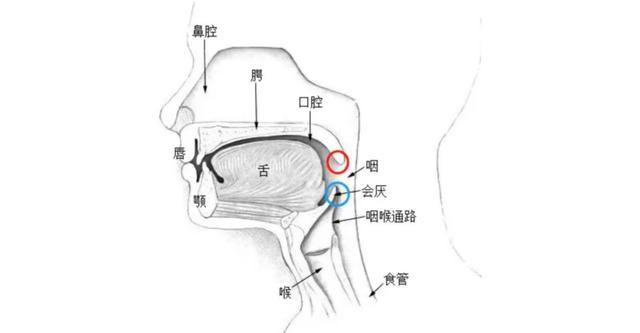 突发的“刀片嗓”可能会“封喉”，小心急性会厌炎夜间“要人命”！