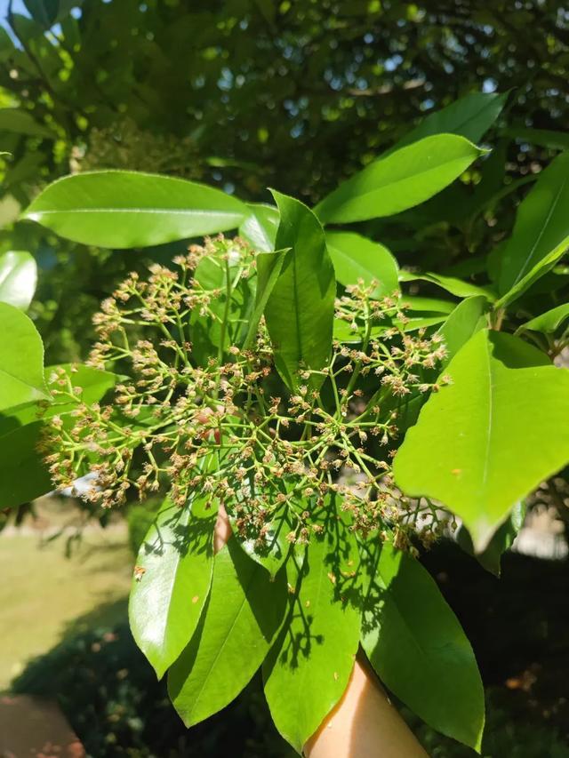 这种花这么臭，为什么还要种？