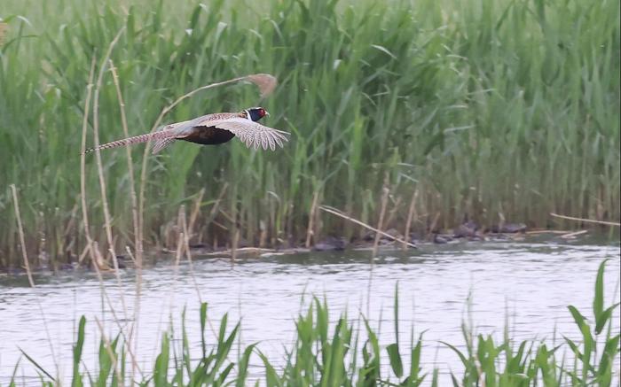 4月19日，顺义区汉石桥湿地自然保护区，一只环颈雉飞翔在汉石桥湿地。新京报记者 李木易 摄