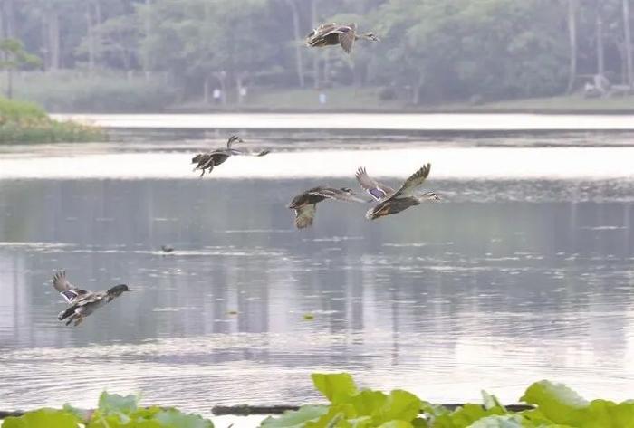 北回归线上的中国绿城·春之声——南湖鸟鸣