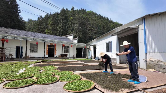 祁门：谷雨时节安茶飘香