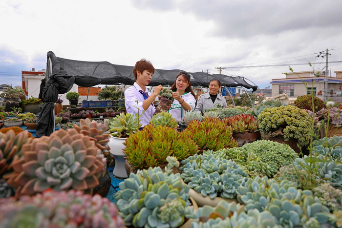 多肉种植技术视频 w700d1q75cms.jpg?by=cms_fixed_width