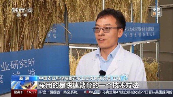 沙漠温室种水稻，中国科学家在新疆和田试种成功