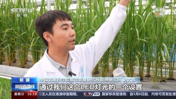 沙漠温室种水稻，中国科学家在新疆和田试种成功