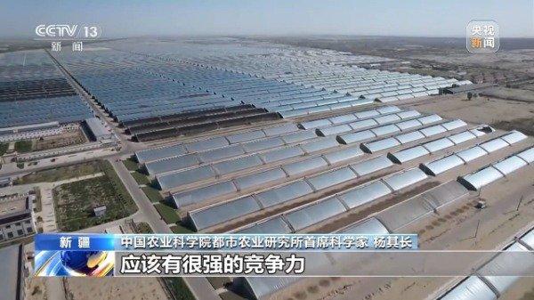 沙漠温室种水稻，中国科学家在新疆和田试种成功