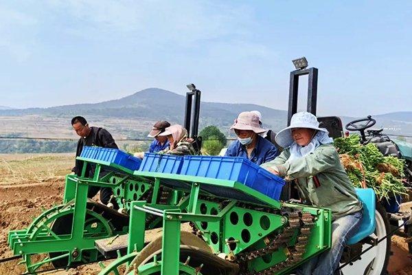 农机担主角！潞城区张家河村300亩葱苗栽下好“钱”景