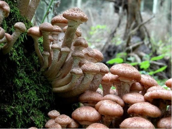 小鸡炖蘑菇里的蘑菇是世界上最大的生物体？！