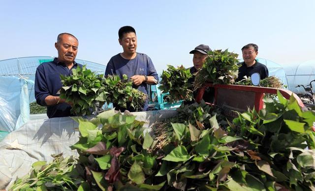 产值过百万！小小红薯苗带火一片村